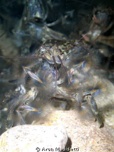 Banana shrimp at Middleham falls, 1 hour hike and 800m hi... by Arun Madisetti 